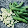 Broad Bean 