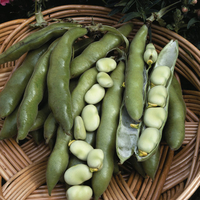 Broad Bean 
