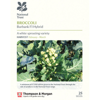 Broccoli 