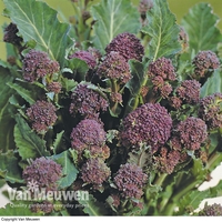 Broccoli 