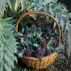 Broccoli Extra Early Purple Sprouting 