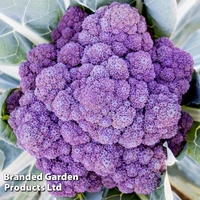 Broccoli 