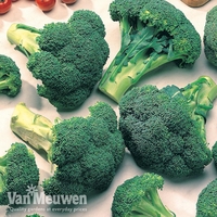 Broccoli 