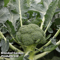 Broccoli 