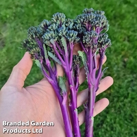 Broccoli 