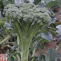 Broccoli 