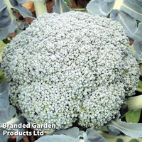 Broccoli 