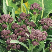 Broccoli 