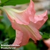 Brugmansia 