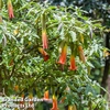 Brugmansia 
