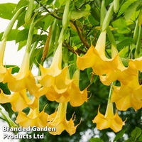 Brugmansia 