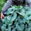 Brunnera 