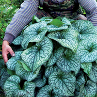 Brunnera 