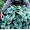 Brunnera 
