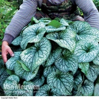 Brunnera 