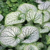 Brunnera macrophylla 