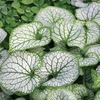 Brunnera macrophylla 