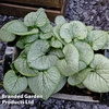 Brunnera macrophylla 