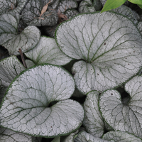 Brunnera macrophylla 
