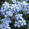 Brunnera macrophylla 