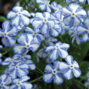 Brunnera macrophylla 