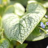 Brunnera 