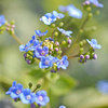 Brunnera 