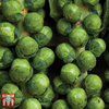 Brussels Sprout 