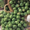 Brussels Sprout 