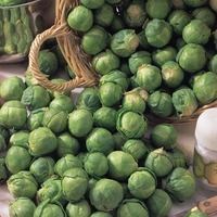 Brussels Sprout 