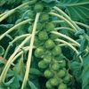 Brussels Sprout 