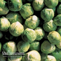 Brussels Sprout 
