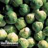 Brussels Sprout 