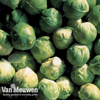 Brussels Sprout 