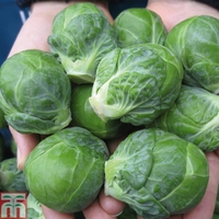 Brussels Sprout 
