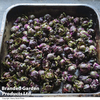 Brussels Sprout 