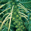 Brussels Sprout 
