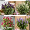 Buddleja 