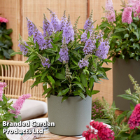 Buddleja 