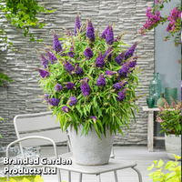 Buddleja 