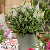 Buddleja 