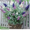 Buddleja 