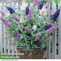 Buddleja 
