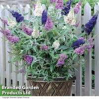 Buddleja 