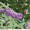 Buddleja 