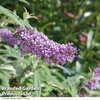 Buddleja 