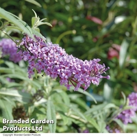 Buddleja 