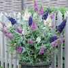 Buddleja 