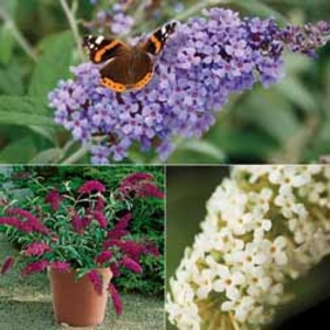 Buddleja Buzz Collection - 3 plug plants,  1 of each