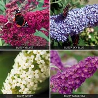 Buddleja Buzz Collection - 4 buddleja plug plants - 1 of each variety